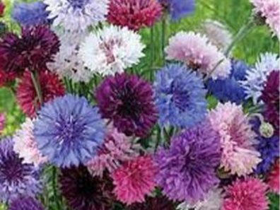 Skt News Article March 2020 Image Clearwater Farm Garden 19 315×291 C