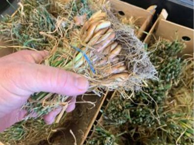 Skt News Article March 2020 Image Clearwater Farm Garden 20 315×291 C