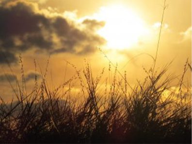 Alaina Bates Sunset Over Viola Pasture 315×291 C
