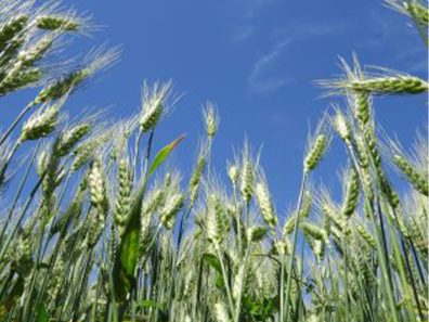 Alaina Bates Wheat Field 315×291 C