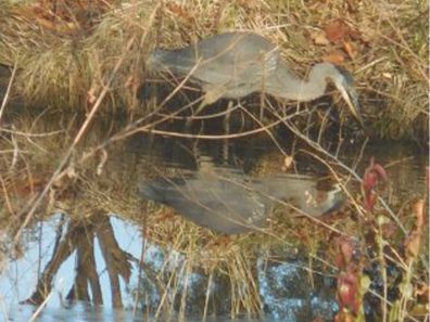 Charlotte Dawson Backyard Pond Scaled 315×291 C