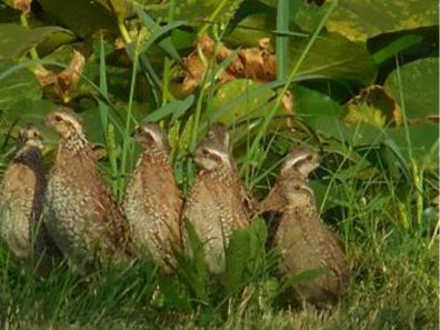 Charlotte Dawson Covey Of Quail Scaled 315×291 C