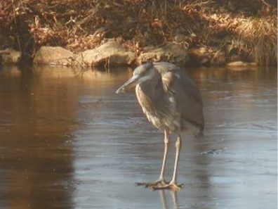 Charlotte Dawson Great Blue Heron Scaled 315×291 C