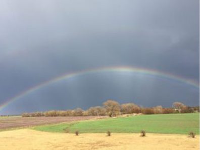 Sherri Dalbom Rainbow Scaled 315×291 C