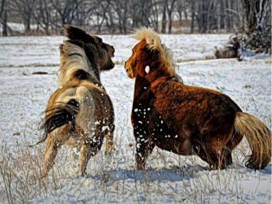 Judy Moore Our Two Miniature Horses Having A Little Disagreement 315×291 C