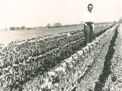 Piet DeRee 315×291 C