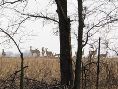 Janet Adamson Lucky 13 1 315×291 C