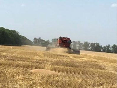 Julie Seiter Wheat Harvest 1 315×291 C