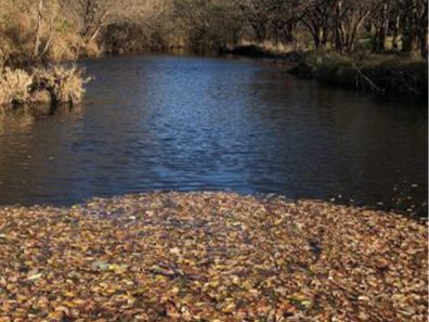 Nick Warren Spring Creek 1 315×291 C