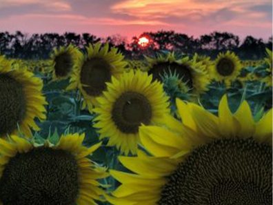Rex Smith Sunflower Sunset In Kansas 1 315×291 C