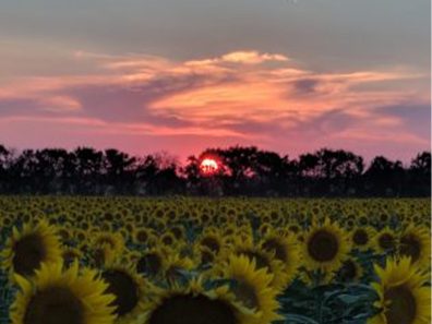 Rex Smith Sunflower Sunset In Kansas Take Two 1 315×291 C