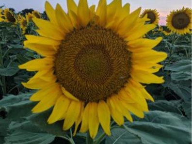 Rex Smith The Joy Of Field Full Of Kansas Sunflowers 2018 315×291 C