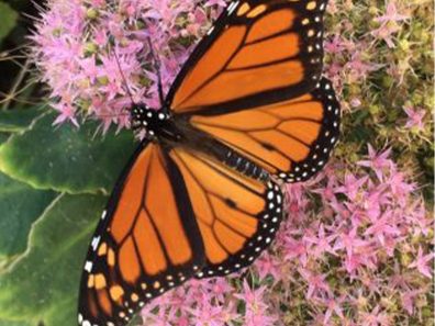 Vicki Struthers Monarch 1 315×291 C