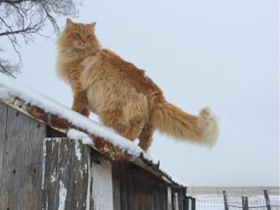 Wendy Bullard Cat On A Cold Tin Roof 1 315×291 C