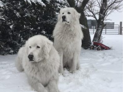 Wendy Bullard Pause In The Snow 315×291 C