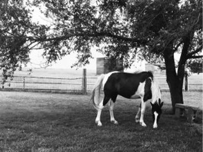 Wendy Bullard Shady Pastures 1 315×291 C