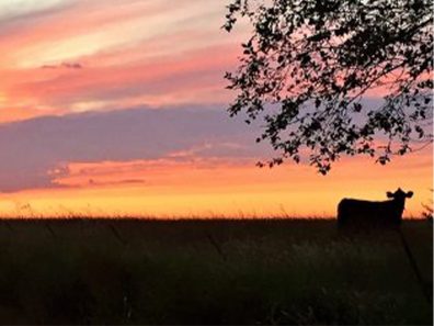 Gail Wonser Even Cows Appreciate A Beautiful Sunset 2 315×291 C