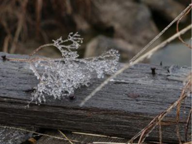 Grace Henderson Frozen 2 315×291 C