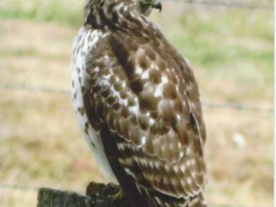 Janice Billiter Hawk 2 315×291 C