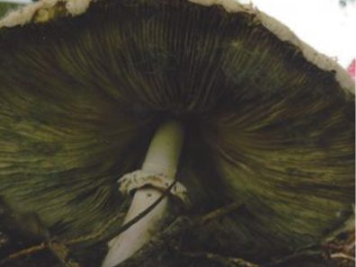 Janice Billiter Mushroom 2 315×291 C