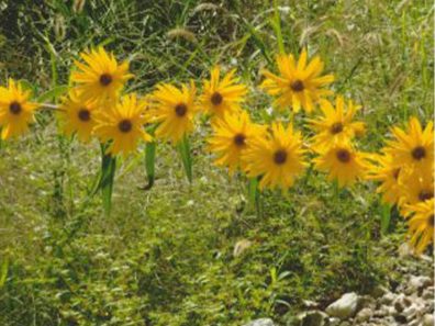 Janice Billiter Sunflowers 2 315×291 C