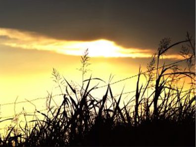 Rick Shaffer Fence In Sunset 2 315×291 C
