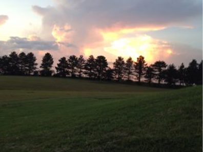 Vera Burton Clouds And Tree Row 2 315×291 C