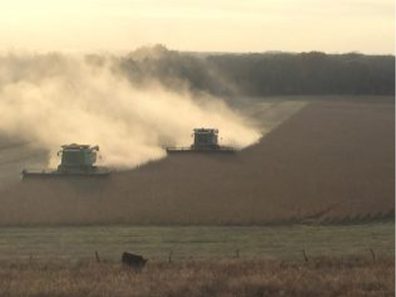 Zach Blair Cutting Beans 2 315×291 C
